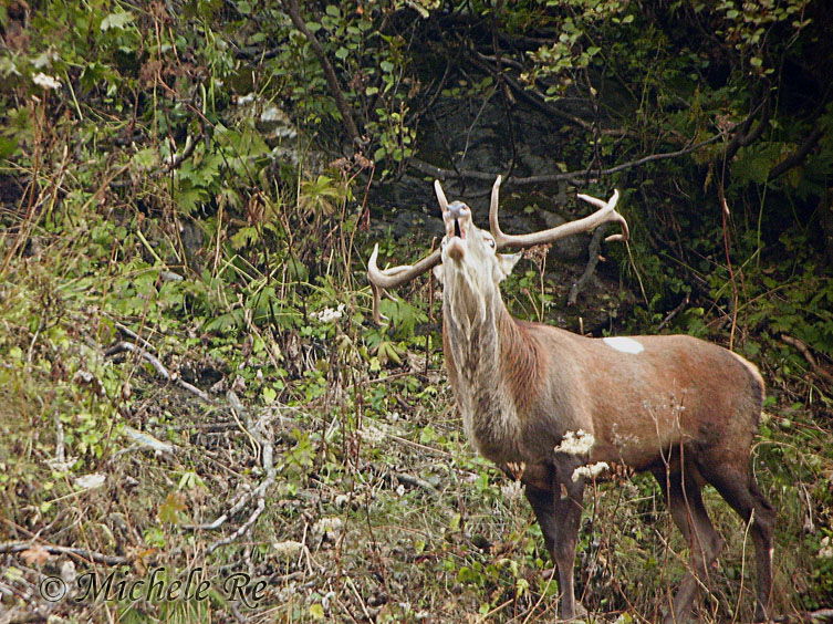 QUIZ:  INDOVINA L''UNGULATO!!! (per i non 